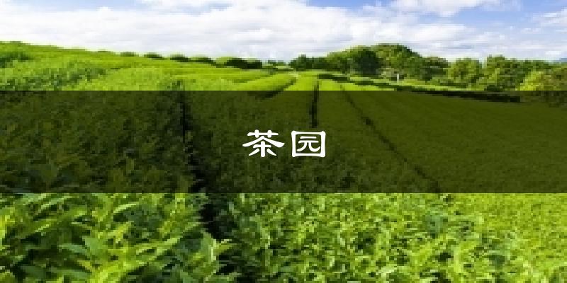 茶园天气预报十五天